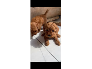 Cuccioli di Barboncino Red