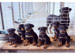 Vendita cuccioli di rottweiler