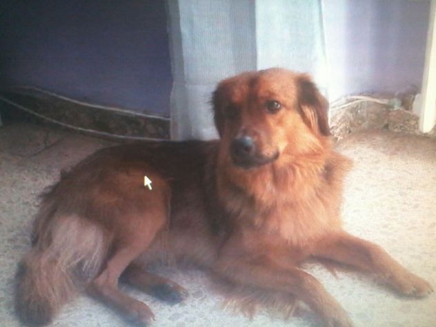 AMOS, stupendo cucciolotto - Foto 3