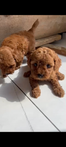 Cuccioli di Barboncino Red - Foto 2