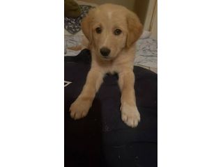 Elisabetta cucciola