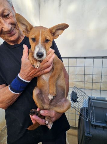 Velvet: maschietto 3 mesi taglia contenuta