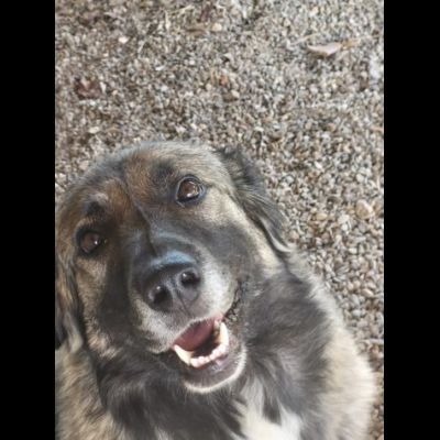 Meravigliosa PRINCESSE CAGNOLONA IN ADOZIONE - Foto 2