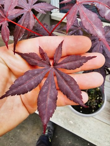 VENDO 3 PIANTE DI ACER PALMATUM ANGUILLARA SABAZIA - Foto 3