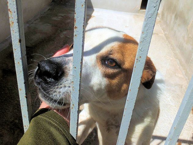 Filippo un po' bracchetto - Foto 2