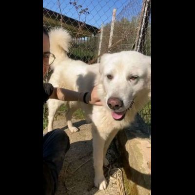 TIMOTEO SUPER COCCOLONE, APRITE LA SUA GABBIA CANE IN ADOZIONE