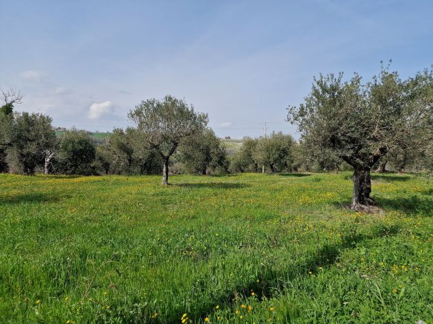 TERRENO EDIFICABILE AGRICOLO ROSCIANO - Foto 3