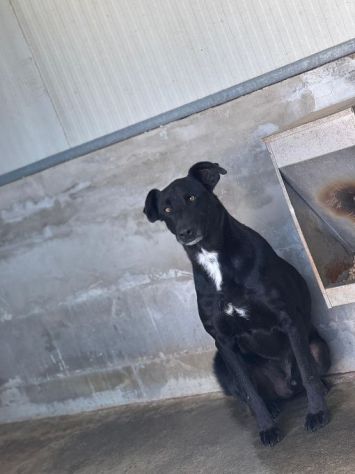 AARON dolce e vitale carbonello,  CANE IN ADOZIONE - Foto 6