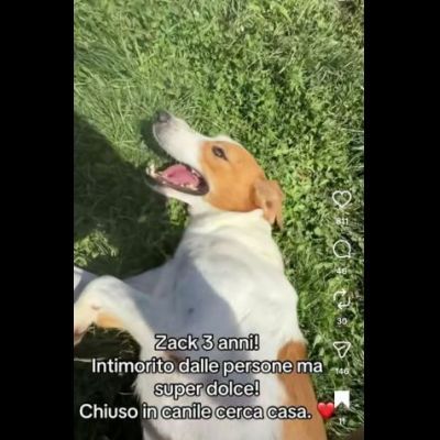 I CUCCIOLI DIMENTICATI ZACK e ZELDA tg medio contenuta, cane in adozione - Foto 5