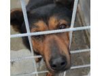 GRISU' piccolo lupetto, CAGNOLINO IN ADOZIONE