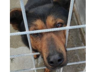 GRISU' piccolo lupetto, CAGNOLINO IN ADOZIONE