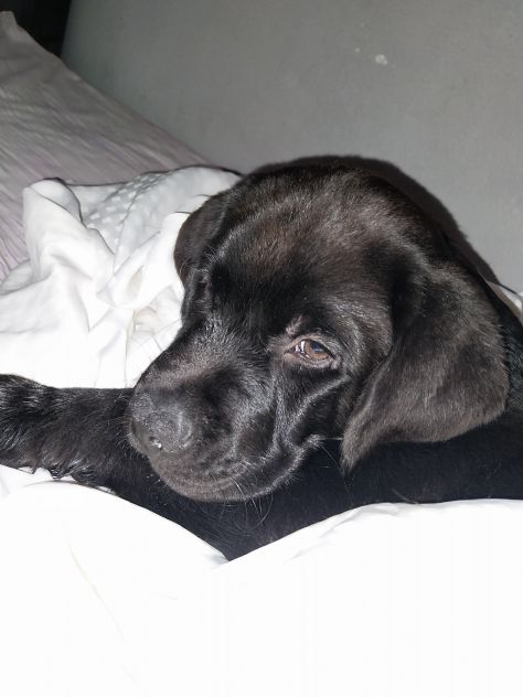 Cuccioli di Labrador - Foto 3