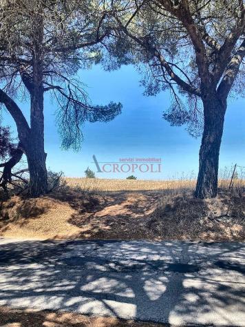 Terreno Agricolo - Rif. 2415 - Foto 19