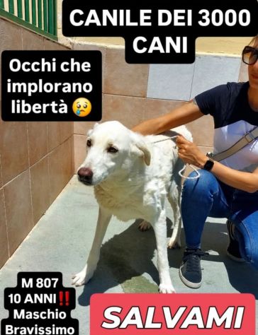 Un numero 807, una foto per regalare il sogno di una vita CANE IN ADOZIONE