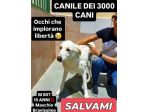 Un numero 807, una foto per regalare il sogno di una vita CANE IN ADOZIONE