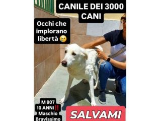Un numero 807, una foto per regalare il sogno di una vita CANE IN ADOZIONE