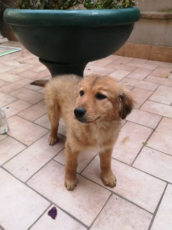 Splendidi cuccioli cercano casa - Foto 6