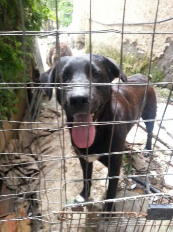 Meraviglioso cucciolone mix labrador - Foto 5