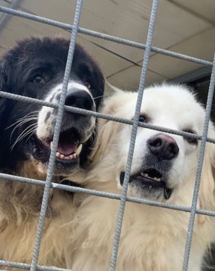 DUE MERAVIGLIE DIMENTICATE, CANI IN ADOZIONE