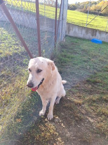 ORSO MAGNIFICO CARATTERE CANE IN ADOZIONE - Foto 9