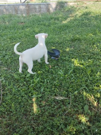 JACK RUSSELL CUCCIOLI - Foto 2