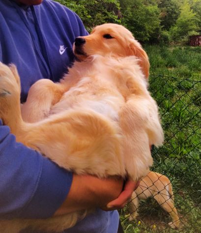 Golden retriever cuccioli - Foto 3