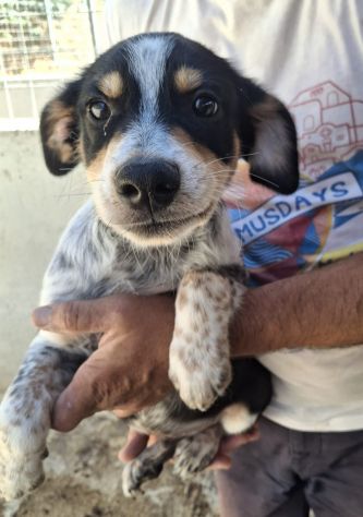 CUCCIOLI 3 MESI - Foto 2