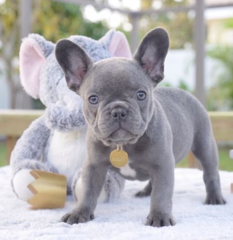 BULLDOG - BOULEDOGUE FRANCESE CUCCIOLI blu - pag rateale