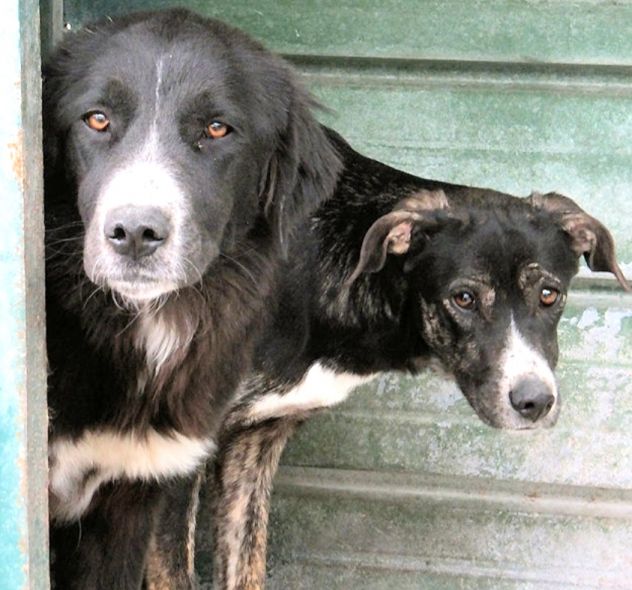 CANE IN ADOZIONE: GEORGIE - Foto 8
