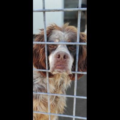 FRODO dolce e rassegnato, cagnolino in adozione, taglia medio piccola. - Foto 9