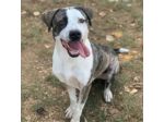 MAX CERCA ATTENZIONE, CHIEDE AMORE, CANE IN ADOZIONE TG MEDIA