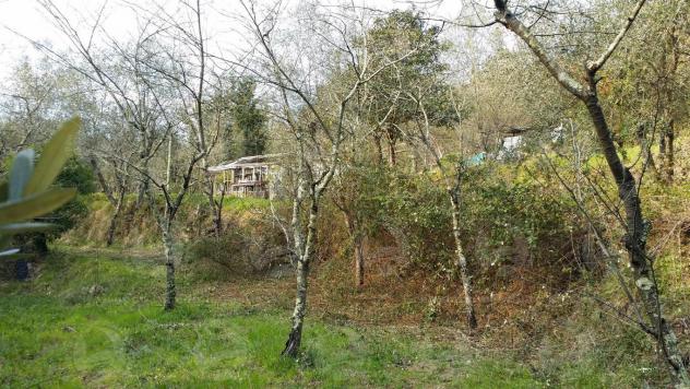 Alassio, terreno di circa 6.000 mq. con progetto per costruire una villa. - Foto 5