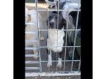 SAM E DAVE CAGNOLINI IN ADOZIONE TAGLIO MEDIO PICCOLA