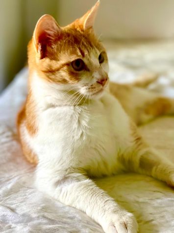 Red meraviglioso gattino cerca famiglia x sempre