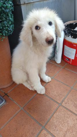 Step: maremmano 3 mesi