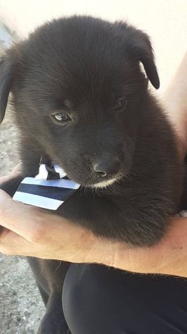 Brando cucciolo - Foto 4