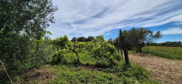 Terreno agricolo in vendita a Titignano - Cascina 2230 mq Rif: 1413652 - Foto 4