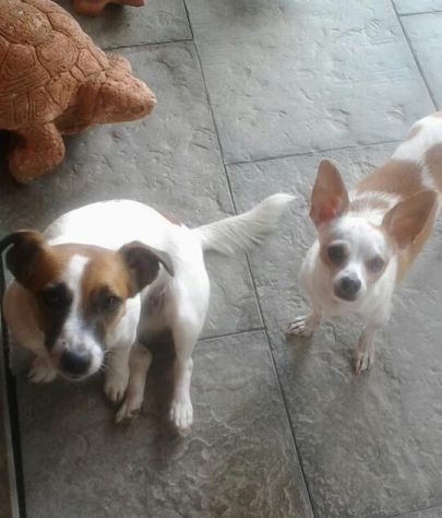 badante animali domestici - pensione cani - Foto 2