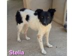 STELLA
