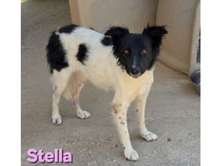 STELLA