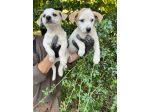Cuccioli incrocio Jack Russell X Beagle
