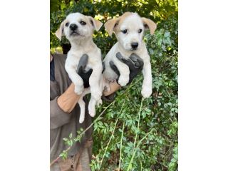 Cuccioli incrocio Jack Russell X Beagle
