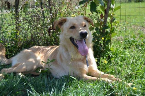 FLIX, splendido cucciolone che adora i bimbi - Foto 2
