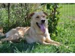 FLIX, splendido cucciolone che adora i bimbi
