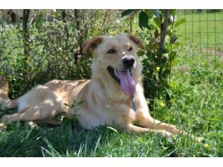 FLIX, splendido cucciolone che adora i bimbi