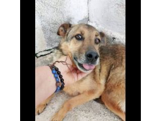 UN'OPPORTUNITA' PER QUESTE ANIME LOKY,  DUCA, NELLO CANI IN ADOZIONE