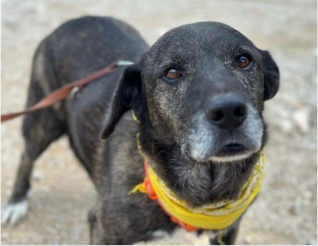 Igor per 10 anni tenuto da solo in una campagna - Foto 2