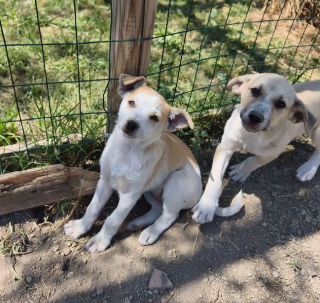 SOLE e MELA splendide cucciole