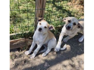 SOLE e MELA splendide cucciole