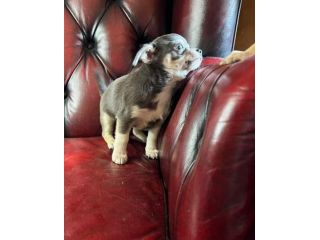 Cucciolo chihuahua pc